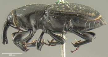 Media type: image;   Entomology 5205 Aspect: habitus lateral view